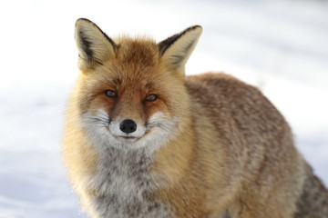 Red fox into the snow