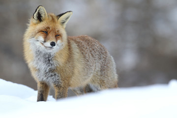 Red fox into the snow