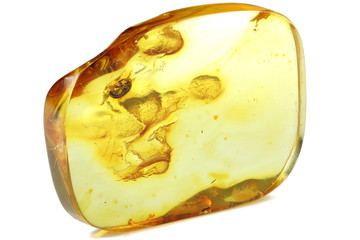 Baltic amber with marsh beetle isolated on white background