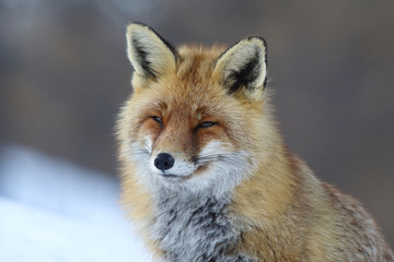 Fototapeta premium Red fox into the snow