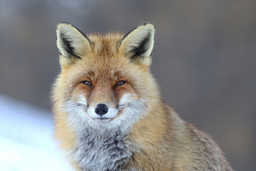 Fototapeta premium Red fox into the snow