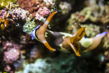 Bright and Colorful Tropical Nudibranch from Komodo Islands in Indonesia