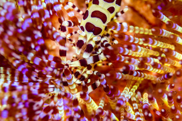 Beautiful bright and colorful Coleman Shrimp on a fire urchin in Komodo Indonesia