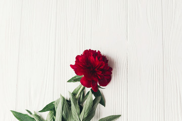 beautiful red peony on white wooden rustic background, flat lay. greeting card with space for text. hello spring. happy womens day. blooming flower top view