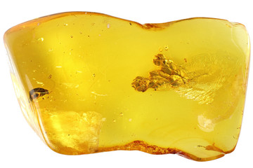 Baltic amber with thuja twig isolated on white background