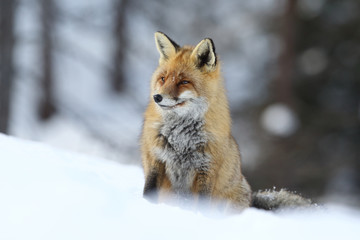 Fototapeta premium Red fox into the snow