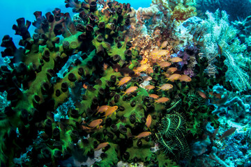 Teeny tiny colorful tropical reef fish from Komodo Island Indonesia
