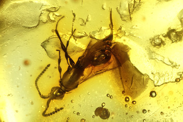wasp imprisoned in baltic amber