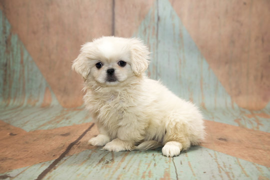 Pekingese with blue and tan patterned wood background 