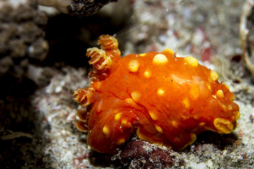 Bright and Colorful Tropical Nudibranch from Komodo Islands in Indonesia