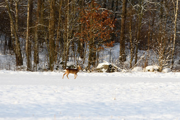 Fototapeta premium European roe deer (Capreolus capreolus) on a snow covered field with forest behind.