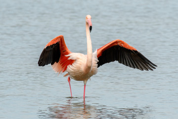 Fenicottero