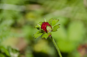 Morango selvagem