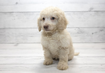 Mini Goldendoodle with white wood background 