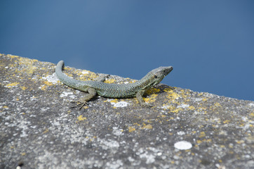 Lagartixa