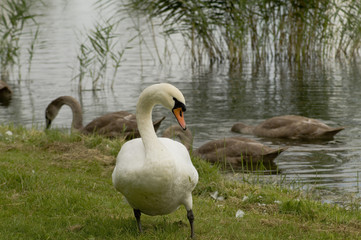 Schwan