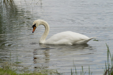Schwan
