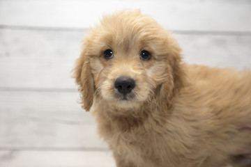 Miniature Goldendoodle with white wood background 