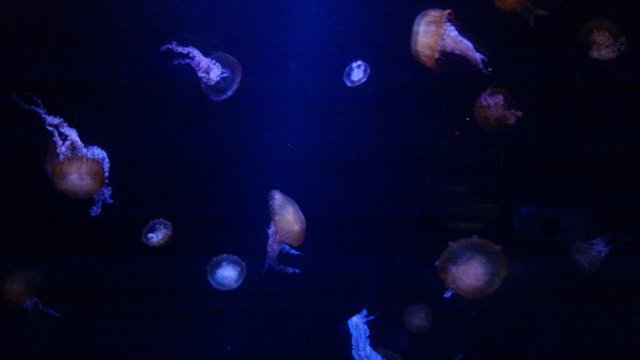 Jellyfish