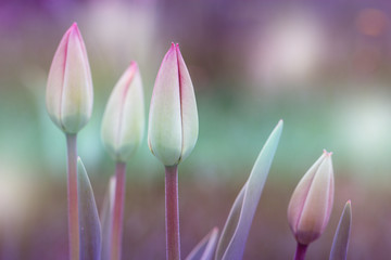 Tulips. Flower background. Flowers photo concept.