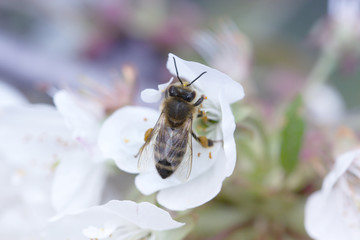 bee on a white flower on a tree. Bee picking pollen from apple flower.Bee on apple blossom.