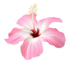 Realistic light pink hibiscus. The symbol of rare elegant beauty.