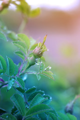 Rose flower closeup. Blossom rose with water drops of rain on green background.