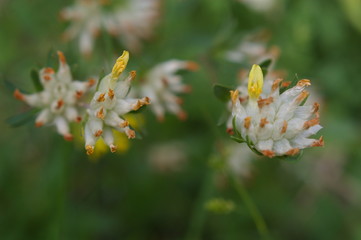 Blüte gelb Pflante Mooshammer Weiher Egling