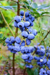 Branch of ripe blueberry closeup
