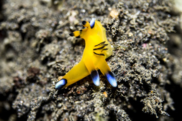 Bright and Colorful Tropical Nudibranch from Komodo Islands in Indonesia