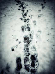 Winter Steps
