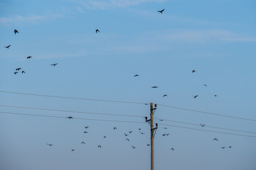 Krähen auf Strommasten