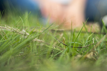 Green grass and blurred bokeh backgroud