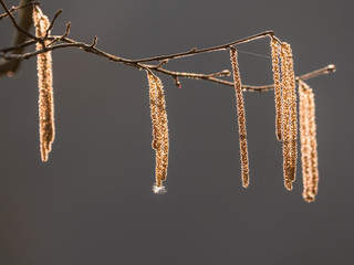 Naklejka premium Spring Awakening happy life relaxing mood