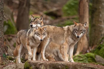 Crédence de cuisine en verre imprimé Loup loup gris, loup gris, canis lupus