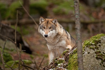 gray wolf, grey wolf, canis lupus