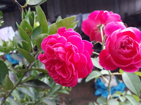 rosa, belleza, amor, romance,corazon