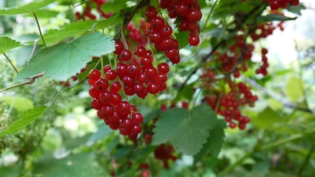 Red Ribes rubrum berries on the plant close-up HD footage - The redcurrant deciduous shrub fruit natural shallow video static camera