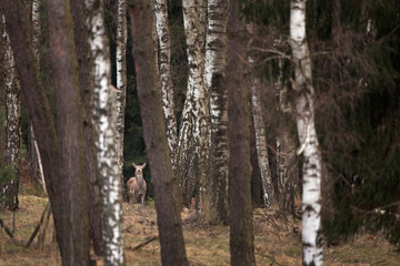 Obraz premium red deer, cervus elaphus, Czech republic