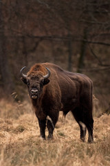 European bison, bison bonasus, Ralsko