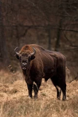 Tuinposter European bison, bison bonasus, Ralsko © prochym