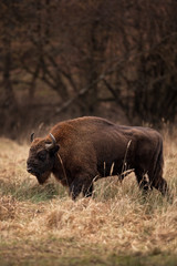 European bison, bison bonasus, Ralsko