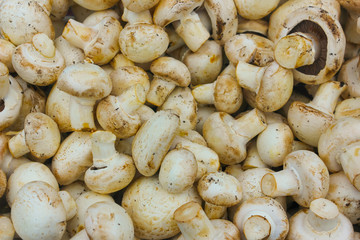 Freshly cut champignons close-up. Heap of mushrooms, mushrooms, background.