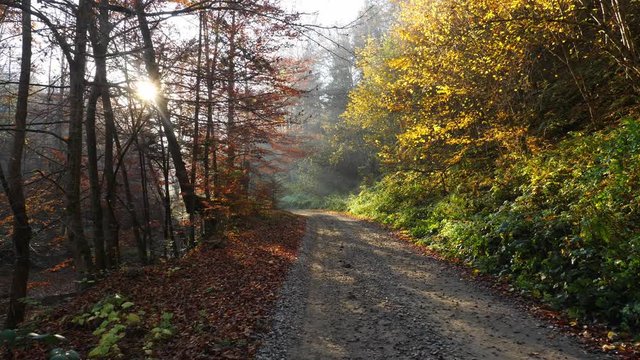 Camera movement on the road in the forest, the sun shining through the foliage.