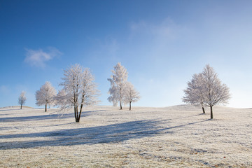 Fototapeta na wymiar Winter scenery with trees and grass covered with hoarfrost