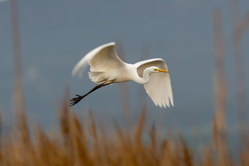 Airone bianco maggiore