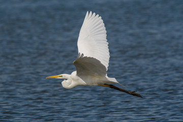 Airone bianco maggiore