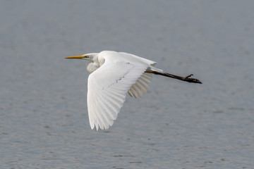 Airone bianco maggiore