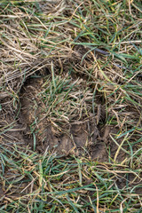 Hufeisen Abdruck im Gras