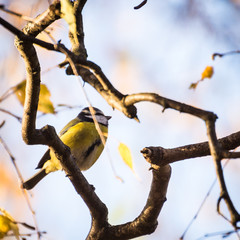 Bird in tree